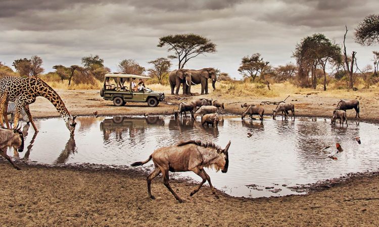 Serengeti Wildlife Safari
